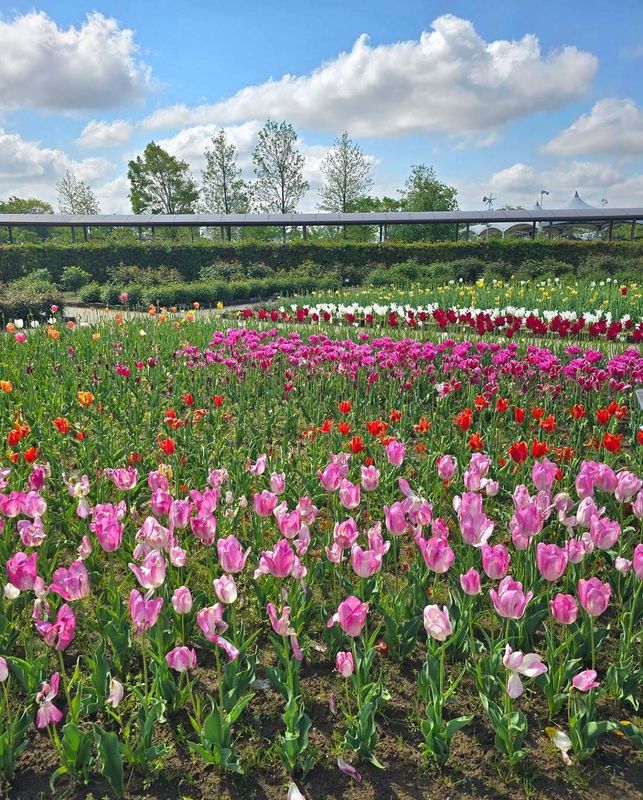 Places to visit in Niigata during spring: Ikutopia photo