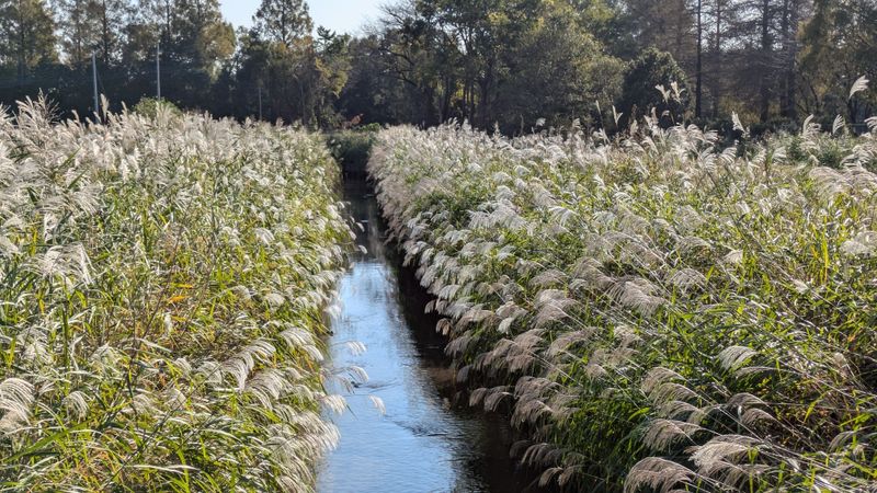 Autumn plants in Japan: Pampas Grass photo