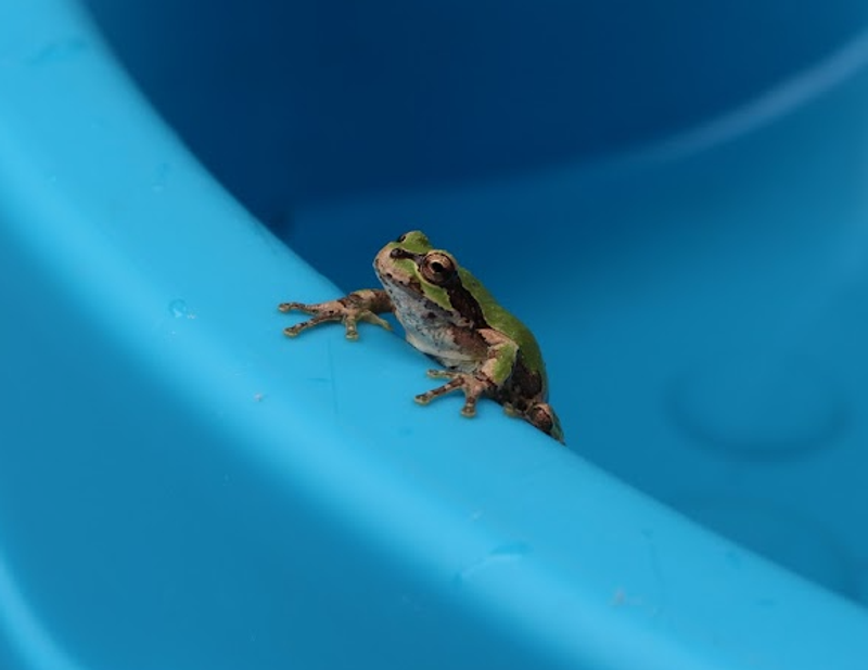 Frogs begin to sing photo