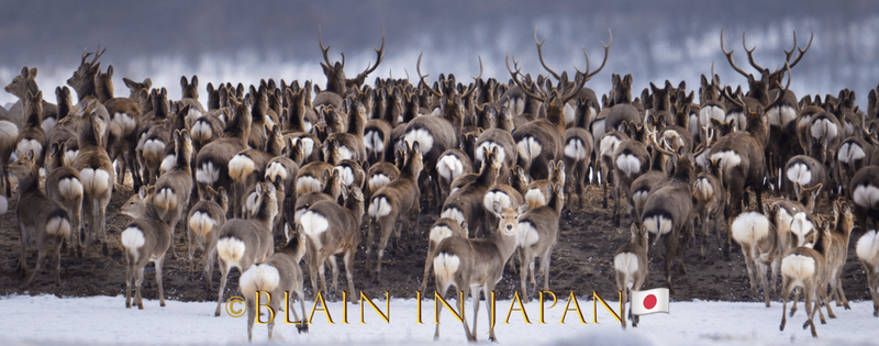 Largest Herd of Ezo Sika Deer Ever Photographed on Our Planet! photo