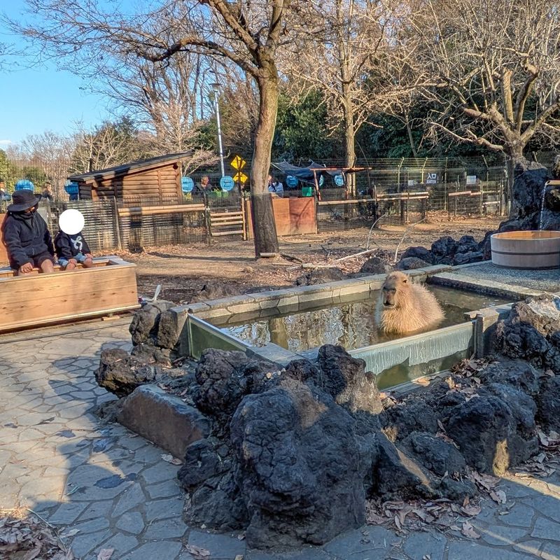 Capybara hot spring and human foot spa! photo