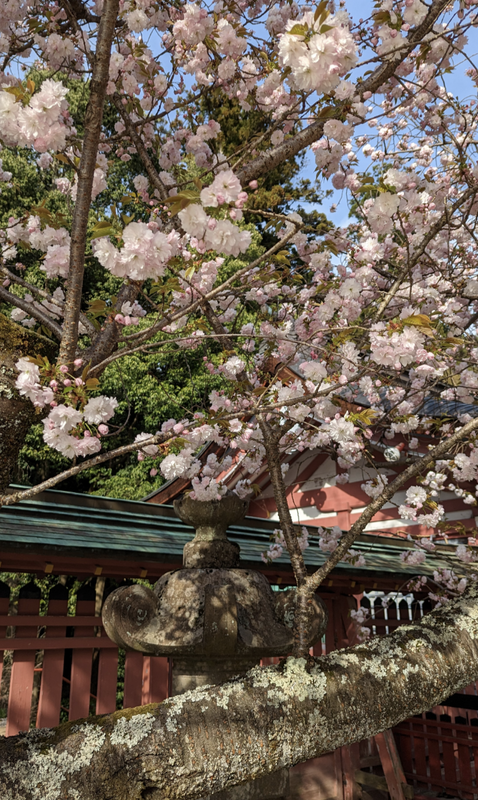 Shiogamazakura Starting to Bloom at Shiogama Shrine [SPOT REPORT] photo