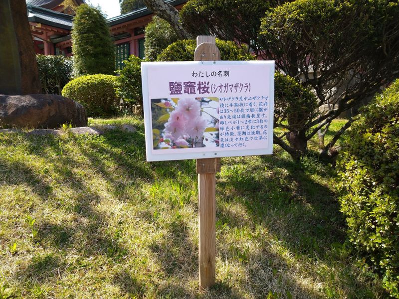 Shiogamazakura: More Than Just A Pretty Tree photo