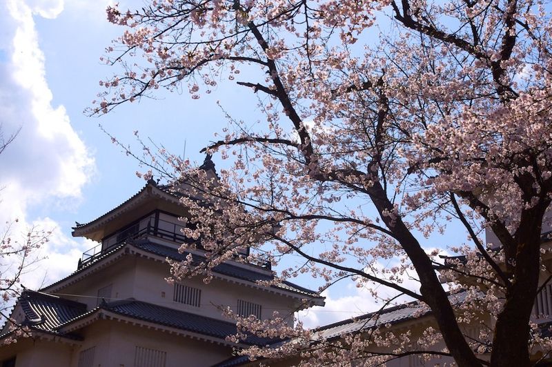 西のベスト - 新潟の3つの桜スポット photo