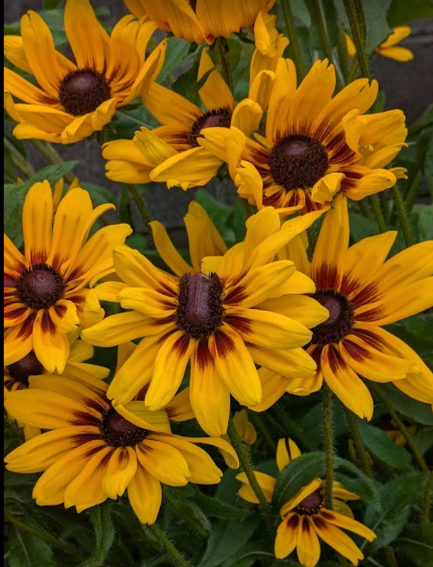 Rudbeckia, a birthday flower of July 21st photo