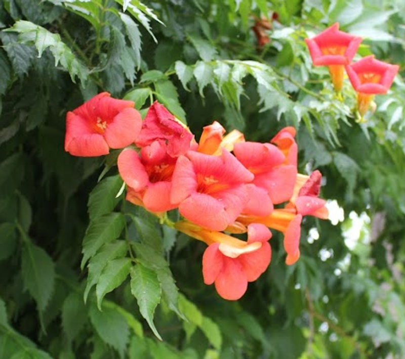 Trumpet Vine, a birthday flower of July 14th photo