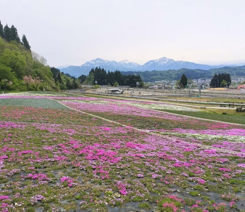The shibazakura are beginning to flower! photo