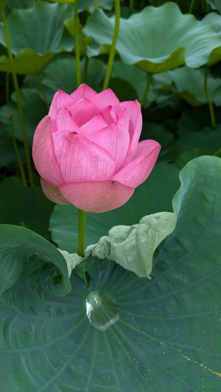 The summer 'must do' list: view the lotus flowers photo