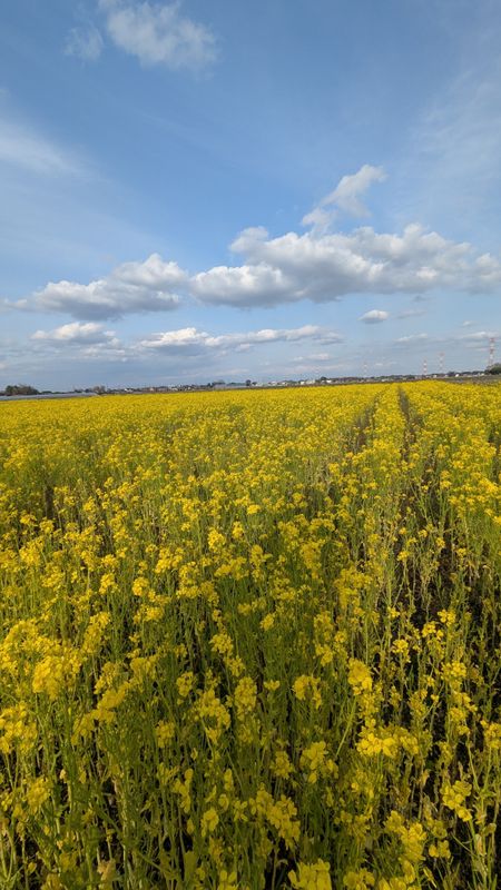 Canola, a birthday flower of February 6th photo