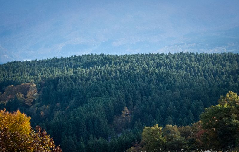 Gov’t announces intensive measures targeting source of Japan’s hay fever headache photo