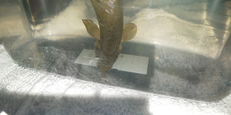 A day for Japan's largest freshwater fish photo