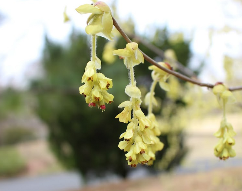 Tosa Winter Hazel, a birthday flower of March 18th photo