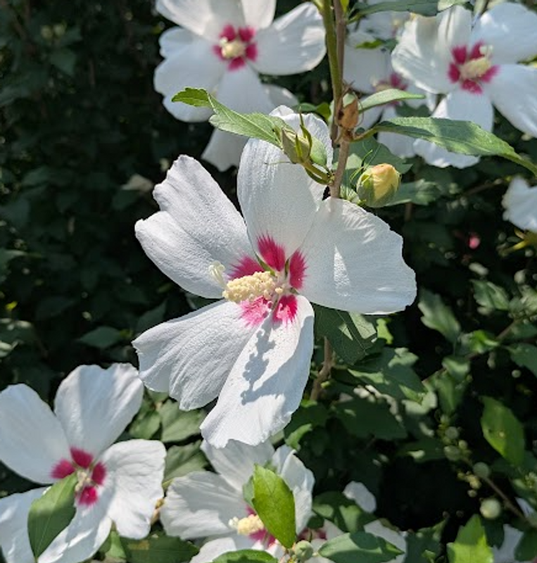 Rose of Sharon, a birthday flower of February 22nd photo