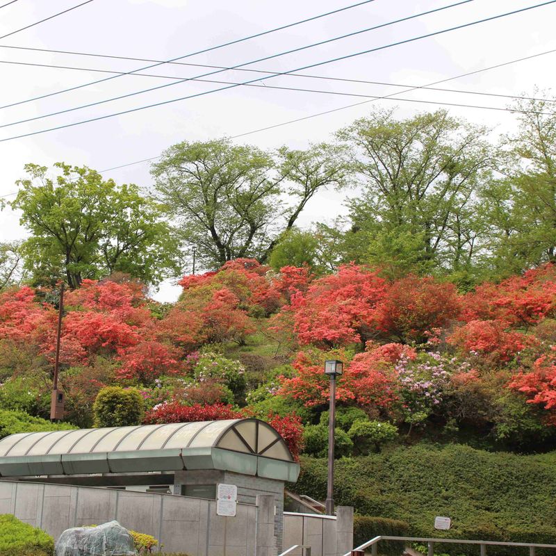Japanese Azalea, a birthday flower of April 16th photo