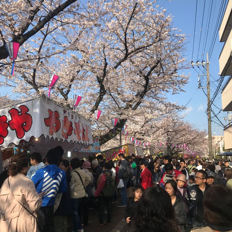 Ookagawa Sakura Festival photo