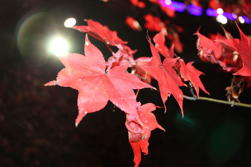 Fall traditions: autumn leaves light up photo