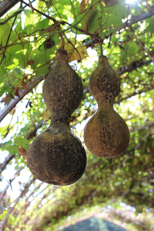 A day for Kanpyō  photo