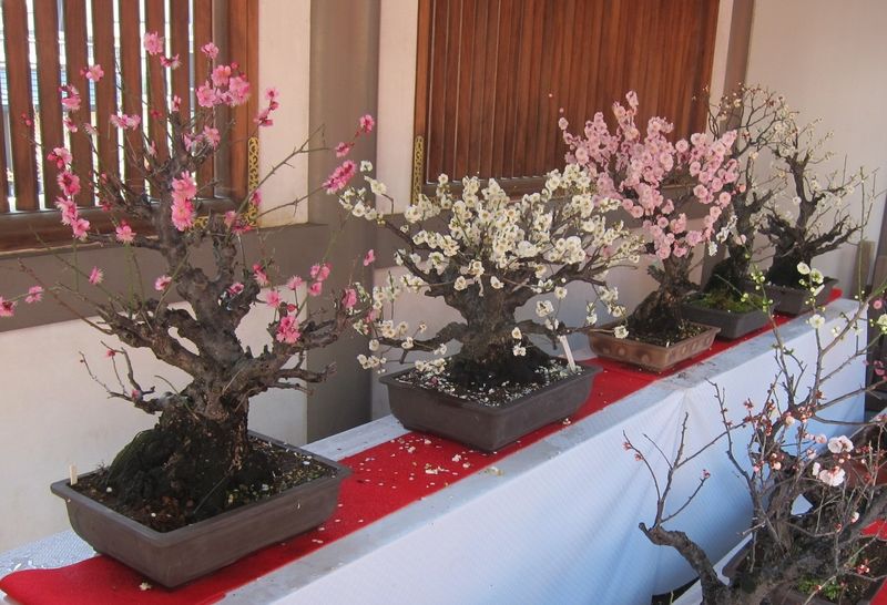 Plum Blossom Festival at Yushima Tenjin photo