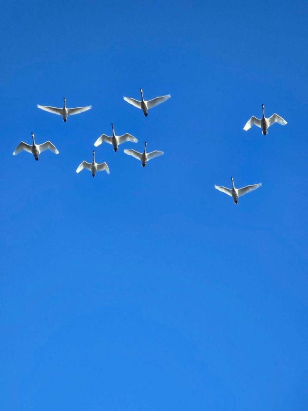 Swans as the messengers of winter photo