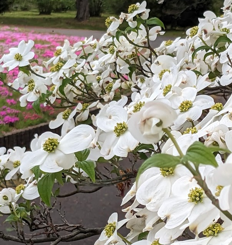 Dogwood, a birthday flower of March 18th photo