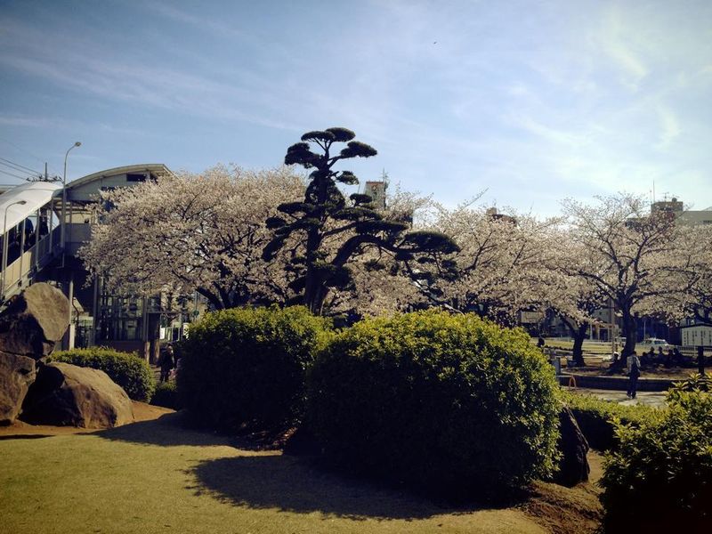 Best cherry blossom spots: Matsudo City's Sakuradori photo
