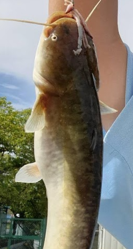 Celebrating Japan’s Native Catfish photo