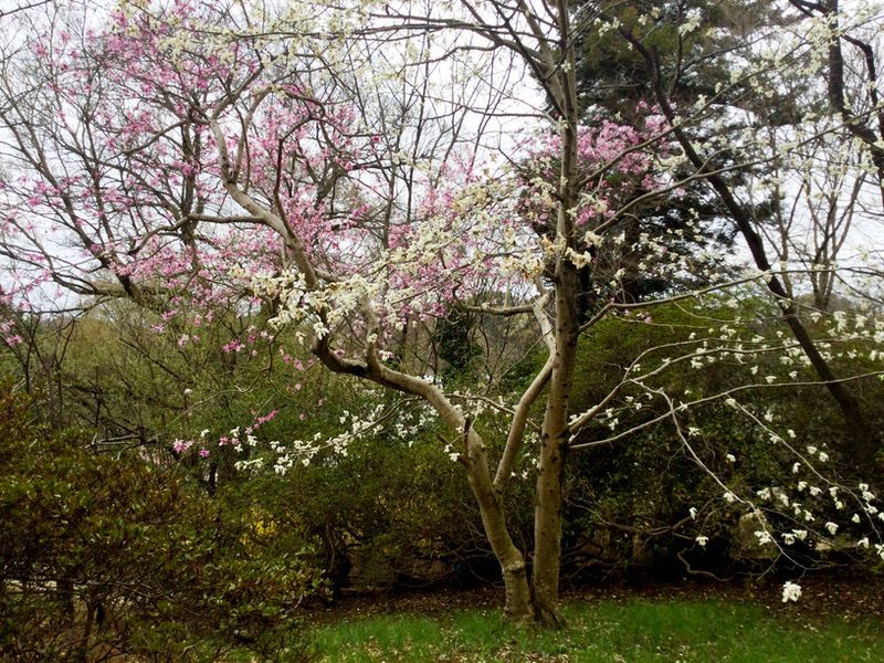 Other Spring Blossoms photo