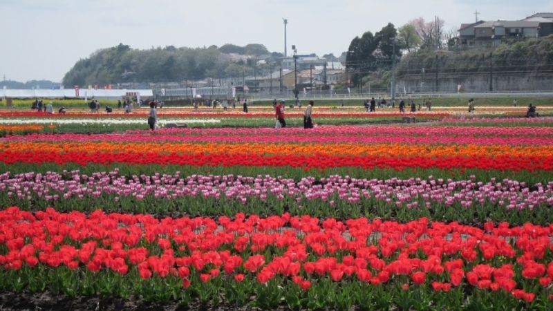 Tulipfields around Sakura City photo