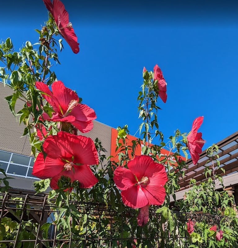 Hibiscus, a birthday flower of July 11th photo