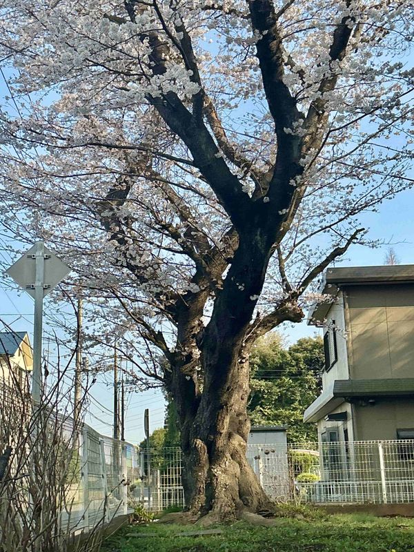 Fuji worship, ancient cherry trees, and bread SPOT REPORT photo