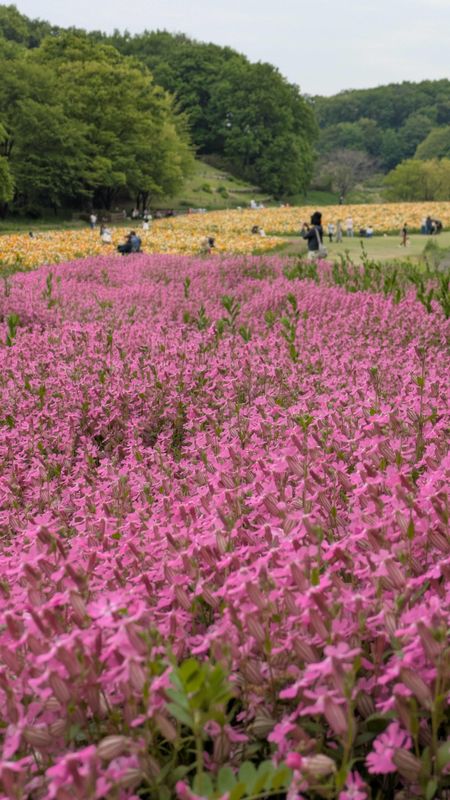Spring flowers in Japan: cherry blossom dianthus photo