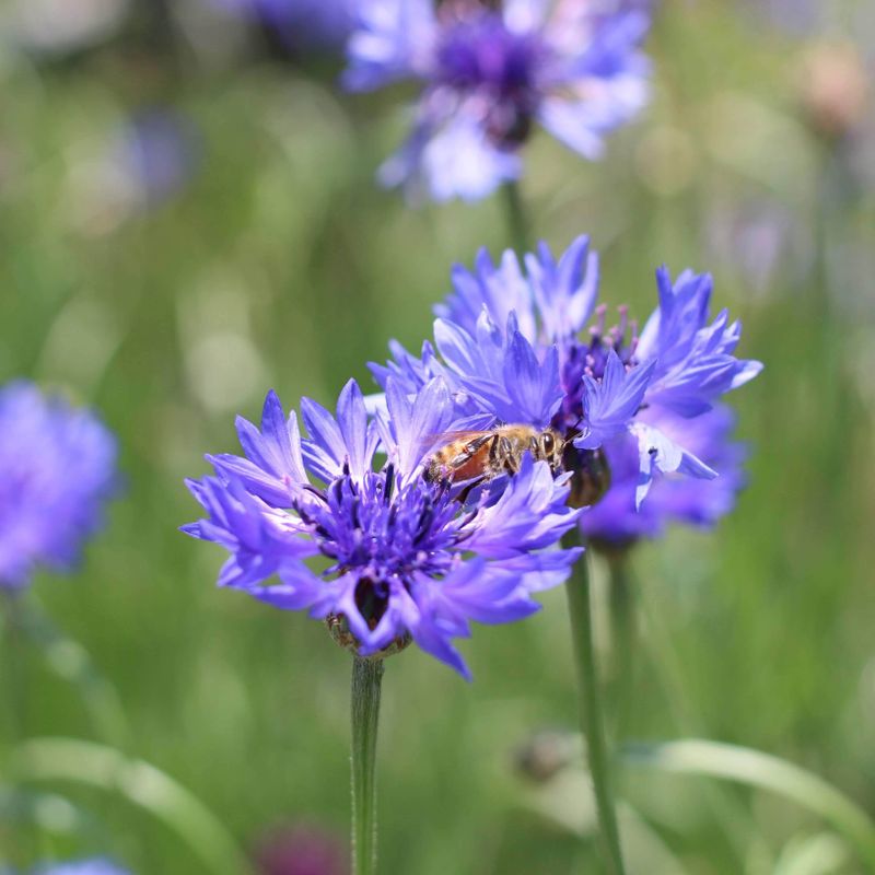 Cornflower, a birthday flower of March 1st photo