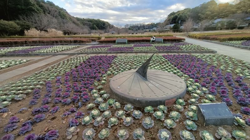 Rose Cabbage Season photo