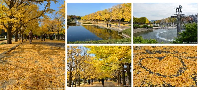 Impressions of Japan: Showa Kinen Koen Autumn 2017 photo