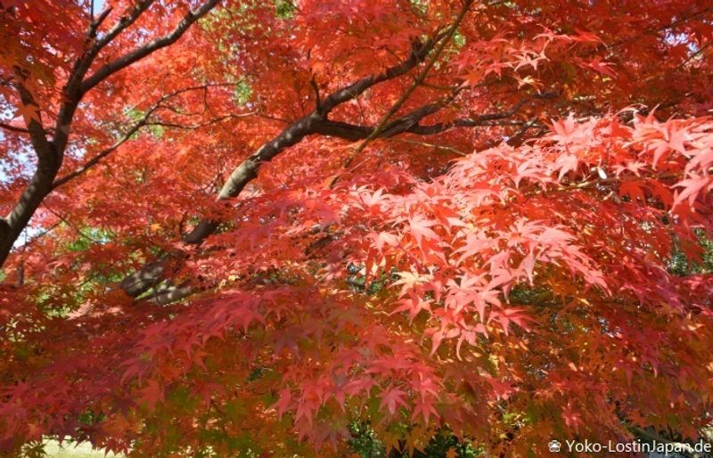 Enjoy Autumn leaves at Showa Kinen Koen photo