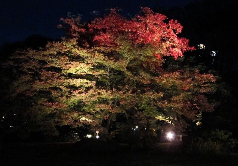 My three favorite autumn spots in Tokyo photo
