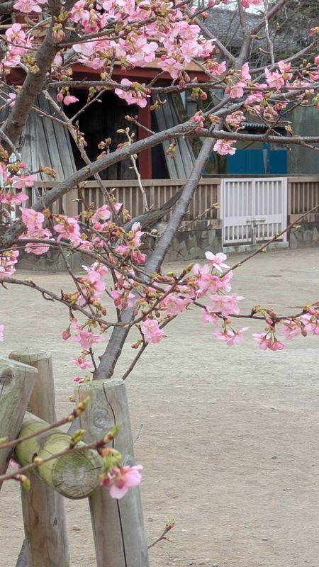 Cherry Blossom Lingo: young cherry blossoms photo