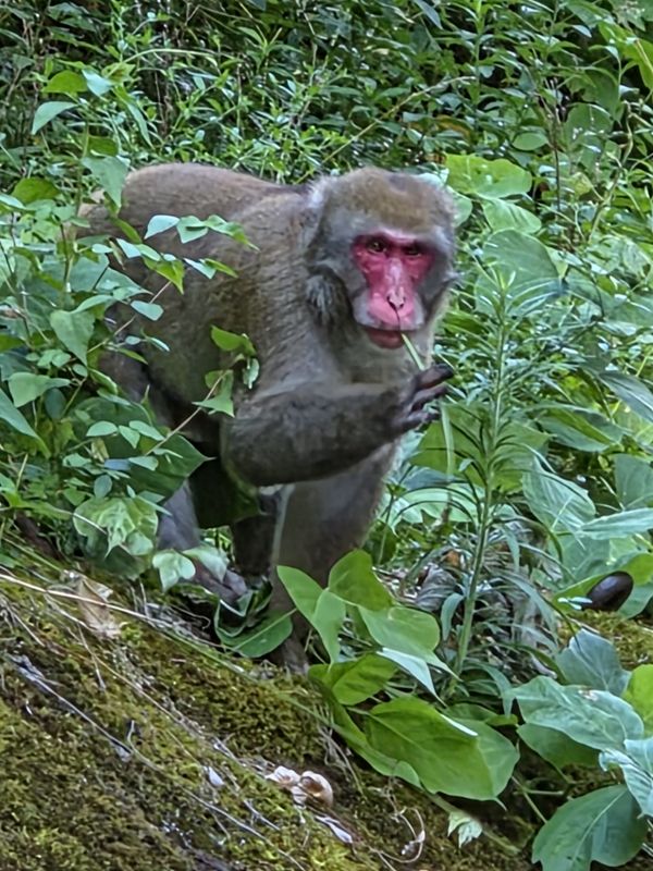 Learning through travel - Wild Monkeys in Kurobe photo