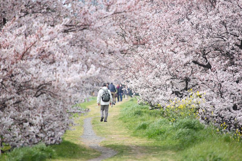 Ways to enjoy hanami / cherry blossom in Japan: The one with the ... photo
