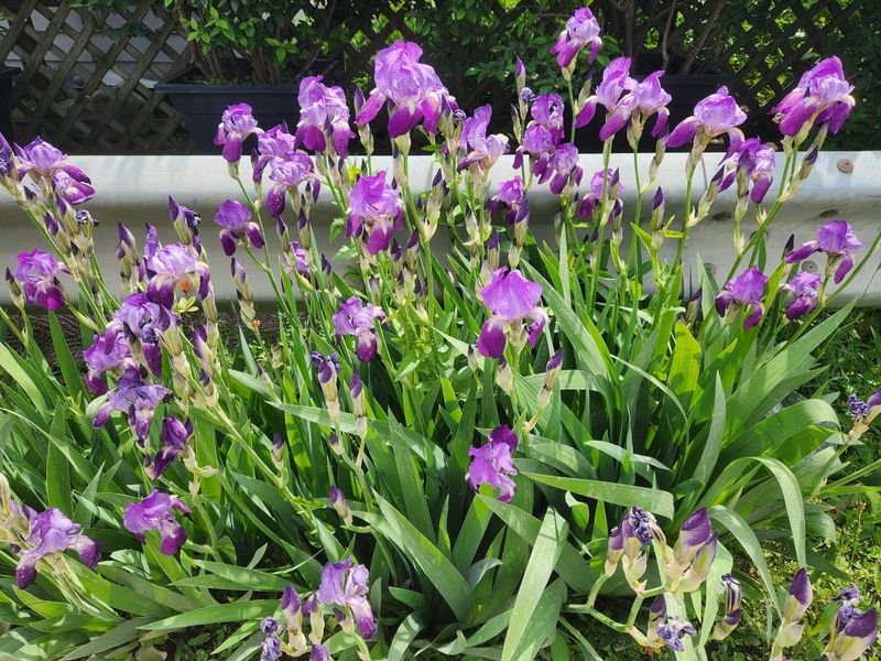 Rainy season's "bridesmaid" flower: irises photo