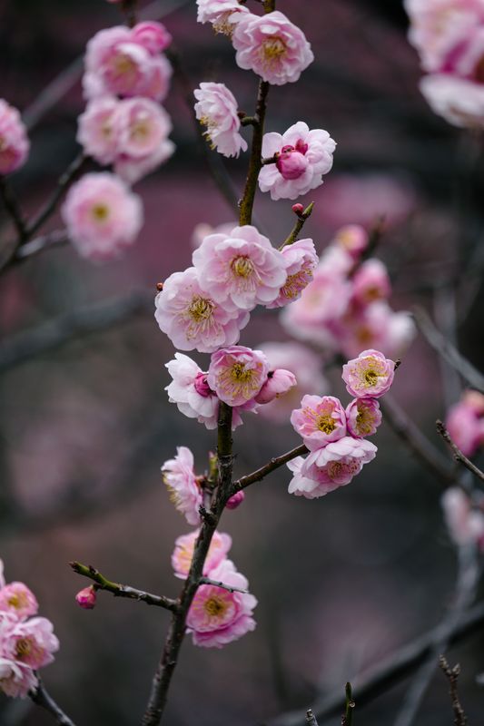 Ume: The True Spring Flower photo