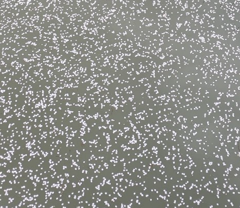 Angel’s Whisper photo