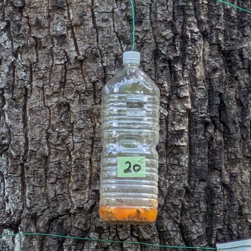Hornet traps on trees in Japan photo