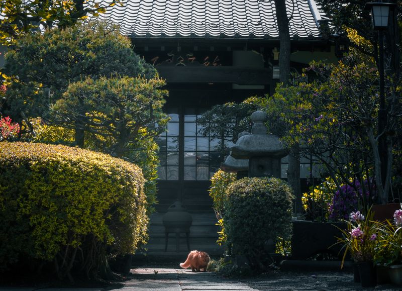 Images of Japan: April 2023 photo
