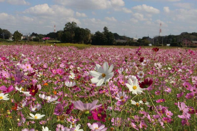 The Egasaki Cosmos Festival photo