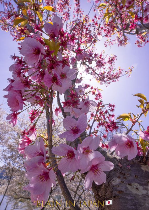 Essence of Cherry Blossoms photo
