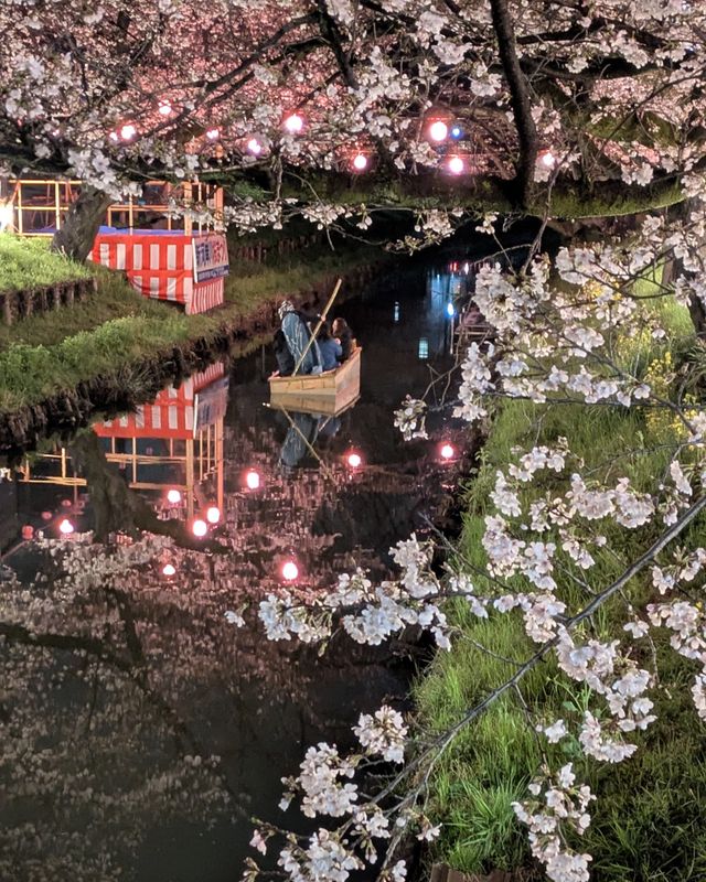 A tip for cherry blossom viewing on rainy days photo