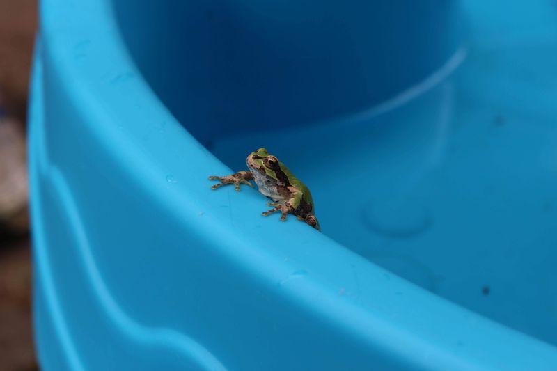The Friends of Frogs in Japan photo