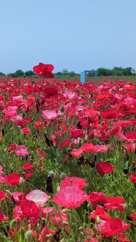 The Mamuro Poppy Field this year photo