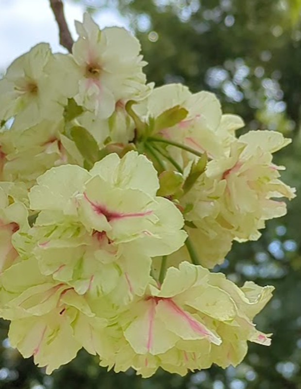 The magical, color changing cherry blossom photo